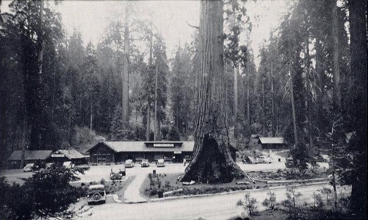 Giant Forest Village