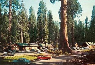 Giant Forest Village